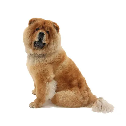 Chow Chow